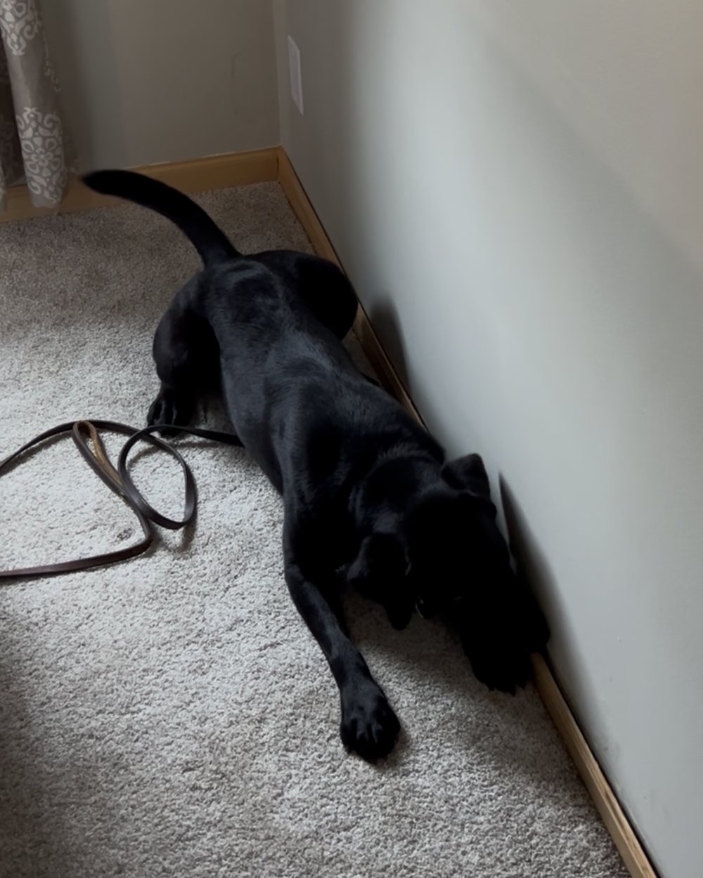 Winnie alerting at the base of a wall during an inspection